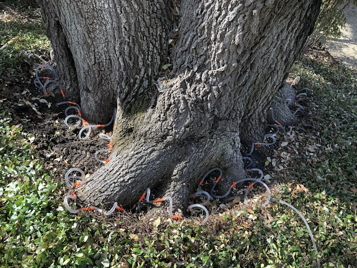 Detailed Tree Cabling and Bracing job site in Welch